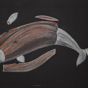 Tim Pitsiulak Drawing - Inuit Artists