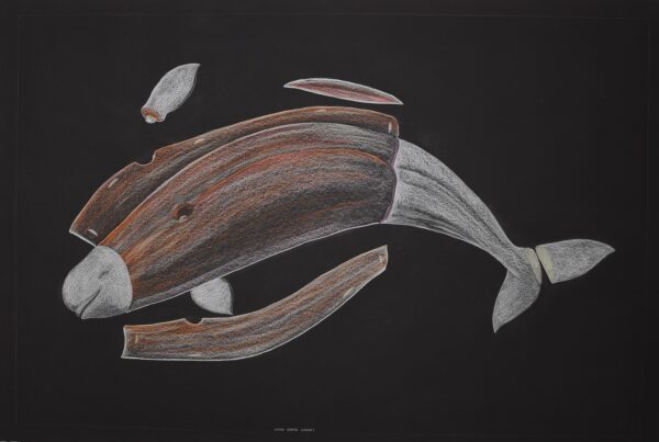 Tim Pitsiulak Drawing - Inuit Artists